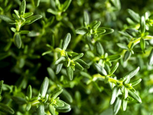 Benefits and Uses for Thyme, Benchmark