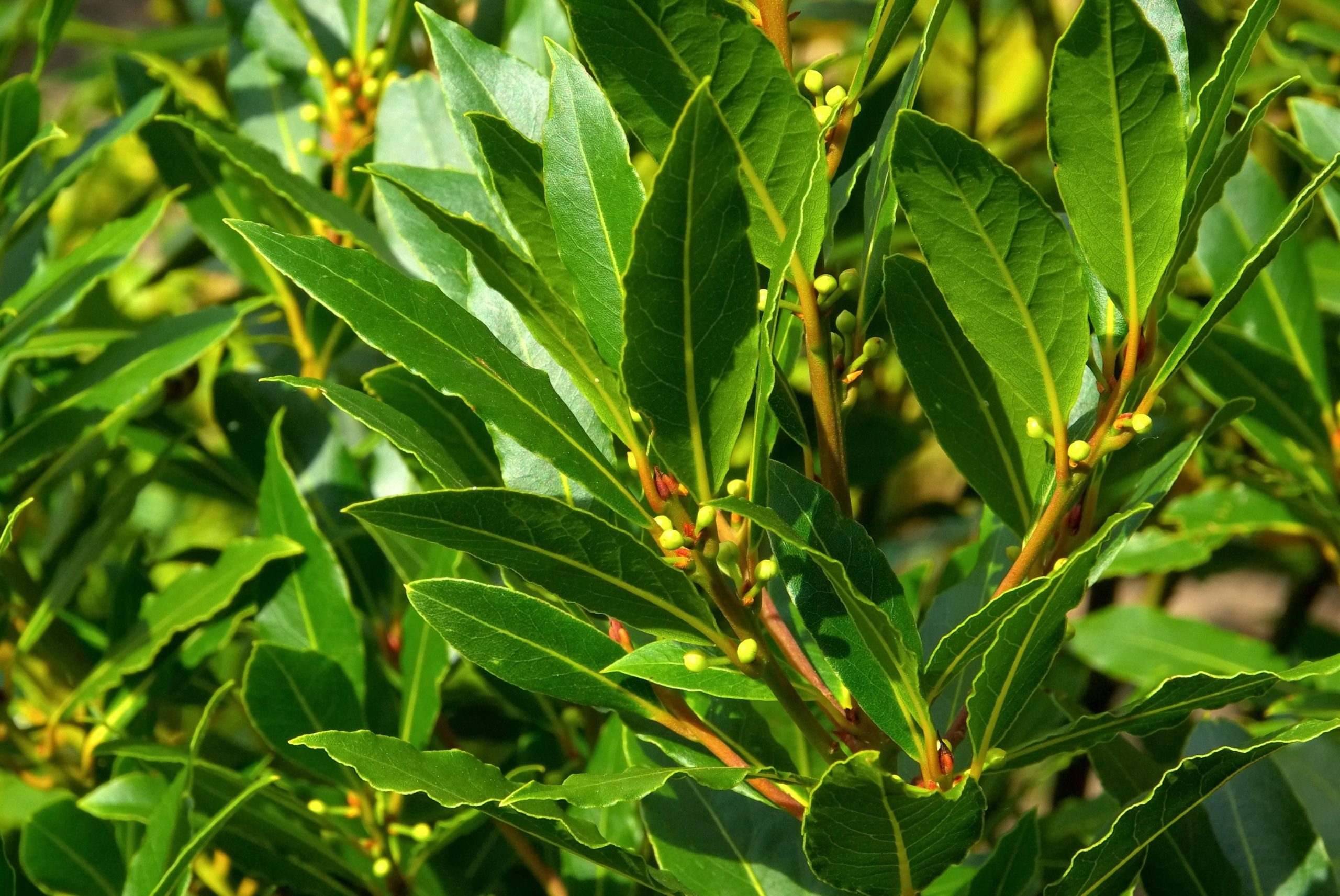 Laurel Leaf Or Bay Laurel Inshanti Pure Essential Oils