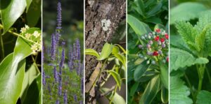 Antiviral Essential Oils