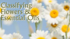 How are Essential Oils Classified?