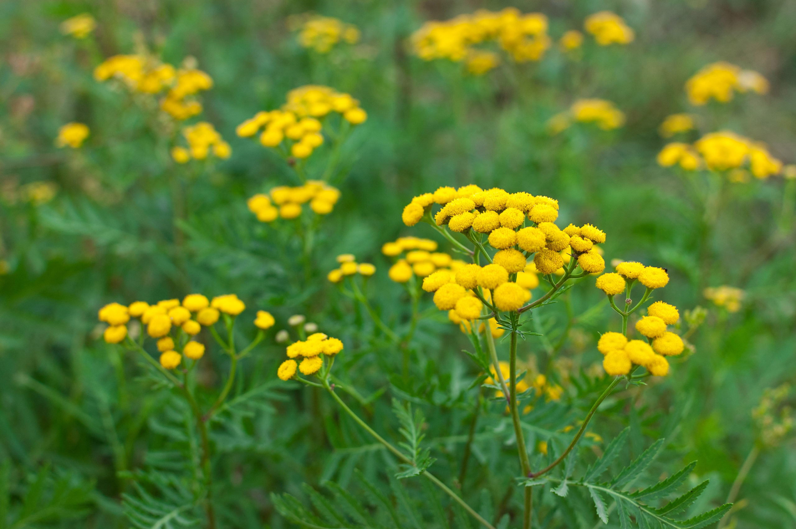 what is the difference between tansy and blue tansy