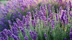 How to Know the Quality of Your Lavender EO