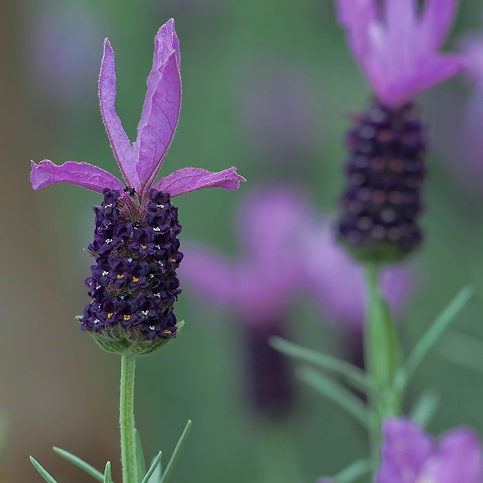 Lavender (Lavendula angustifolia)