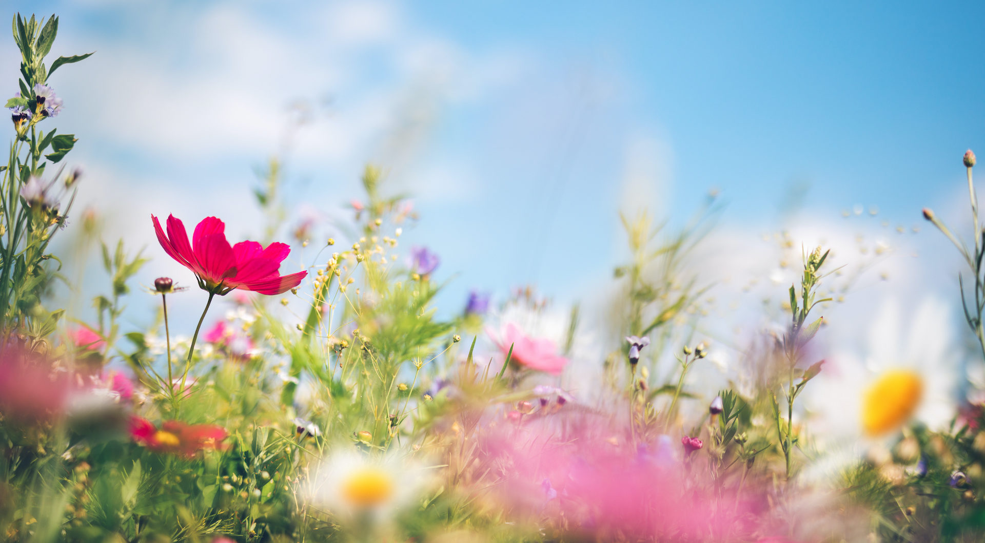 Spring Wildflower Header