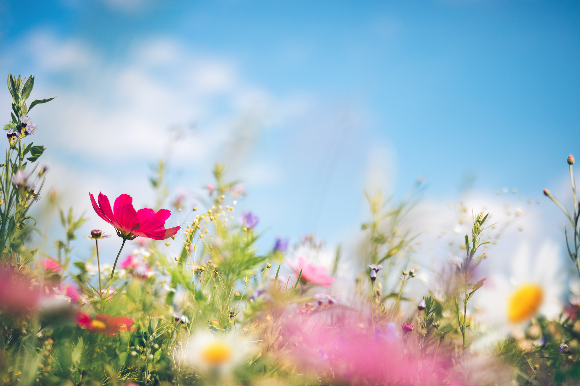 Spring Wildflower Header